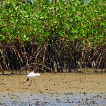 Birds in the mangrove forest of Puerto Pizarro